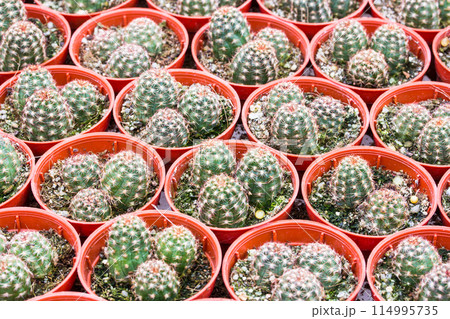 Cactus pattern background and texture Cactus pattern background and texture 114995735