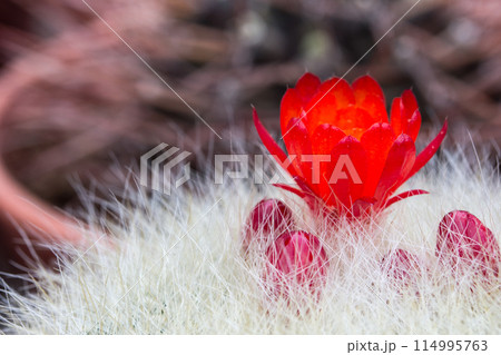 Red cactus flower Red cactus flower 114995763