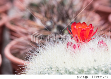 Red cactus flower Red cactus flower 114995765
