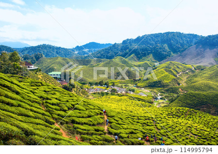 CAMERON HIGHLAND, MALAYSIA- FEB8,2015 114995794