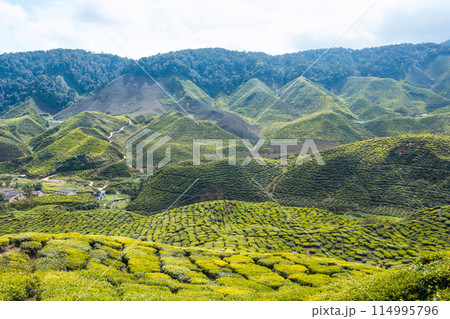 Tea plantation Cameron highlands, Malaysia Tea plantation Cameron highlands, Malaysia 114995796