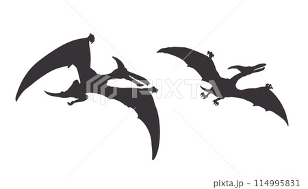 Pterodactyl isolated silhouette. Dinosaur drawing. Black image of jurassic animals. Prehistoric flying reptile. Gigantic monster icon Pterodactyl isolated silhouette. Dinosaur drawing. Black image of jurassic animals. Prehistoric flying reptile. Gigantic monster icon 114995831