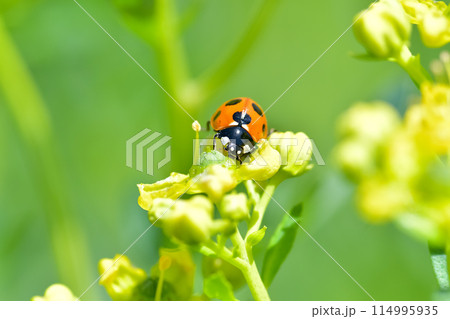 ナナホシテントウ 114995935