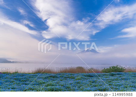 （山梨県）早朝の河口湖大石公園　ネモフィラ越しに富士山 114995988