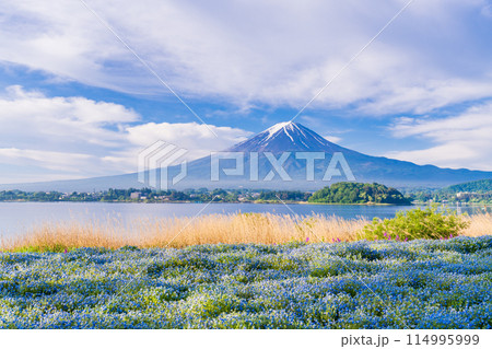 (山梨県)早朝の河口湖大石公園 ネモフィラ越しに富士山 (山梨県)早朝の河口湖大石公園 ネモフィラ越しに富士山 114995999