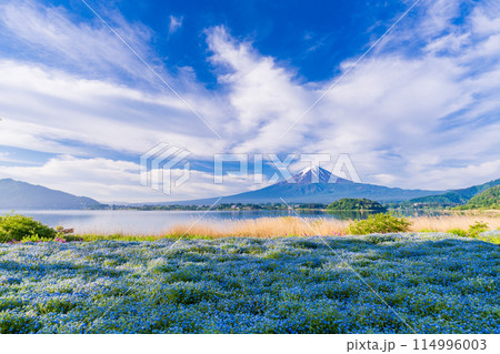 （山梨県）早朝の河口湖大石公園　ネモフィラ越しに富士山 114996003