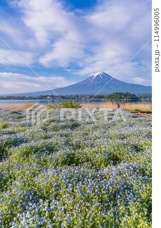 （山梨県）早朝の河口湖大石公園　ネモフィラ越しに富士山 114996005