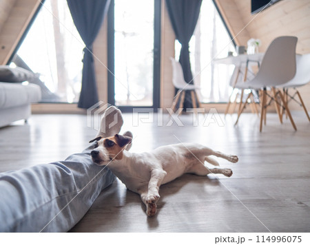 A Jack Russell Terrier dog lies on the feet of its owner in a country house near the patio window.  114996075