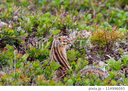 エゾシマリス エゾシマリス 114996093