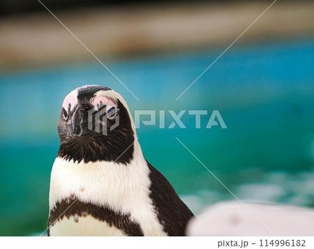正面を向いているフンボルトペンギン 正面を向いているフンボルトペンギン 114996182