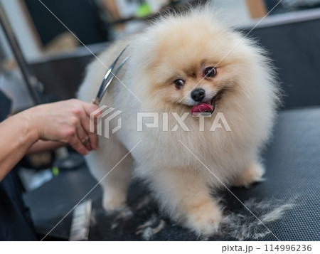 A woman makes a pomeranian haircut with scissors. Spitz dog in a grooming salon. A woman makes a pomeranian haircut with scissors. Spitz dog in a grooming salon. 114996236