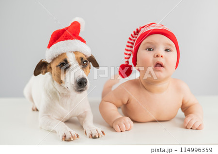 Cute little boy and Jack Russell terrier dog in santa hats on white background.  114996359