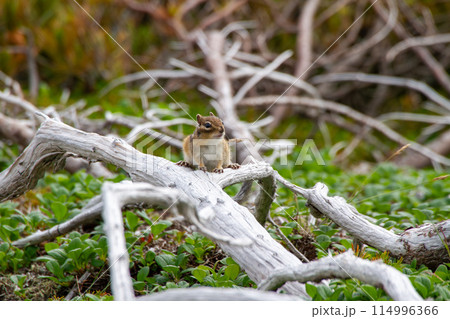 エゾシマリス 114996366