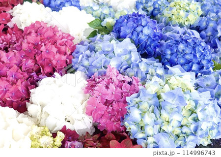 紫陽花　色とりどり 114996743