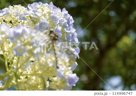 紫陽花にとまるトンボ 紫陽花にとまるトンボ 114996747