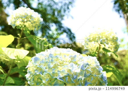 紫陽花 紫陽花 114996749