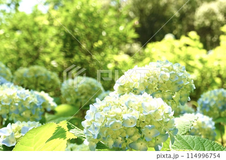紫陽花 114996754