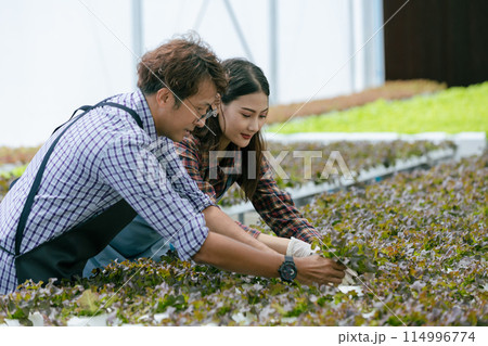 happy farmer cultivated fresh green food plant in hydro farm, modern clean eco agriculture business industry concept happy farmer cultivated fresh green food plant in hydro farm, modern clean eco agriculture business industry concept 114996774