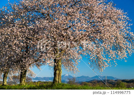 青空に佇む満開の桜と雪山(栃木市思川) 青空に佇む満開の桜と雪山(栃木市思川) 114996775