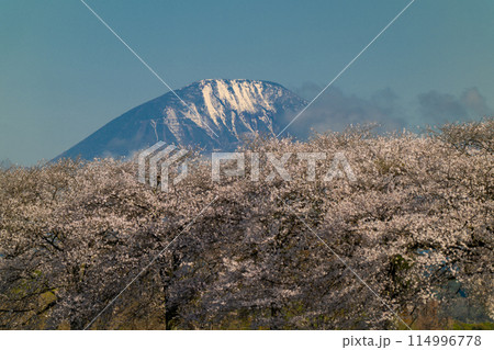青空に佇む満開の桜と雪山(栃木市思川) 青空に佇む満開の桜と雪山(栃木市思川) 114996778