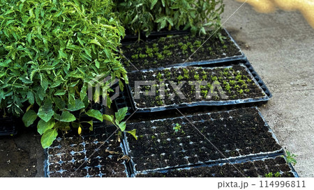 Green sprouts in a black pot, sowing, small plant, flower growing from a seed, home gardening 114996811