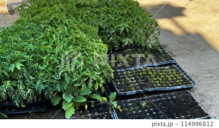 Green sprouts in a black pot, sowing, small plant, flower growing from a seed, home gardening 114996812