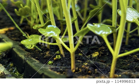 Green sprouts in a black pot, sowing, small plant, flower growing from a seed, home gardening 114996813