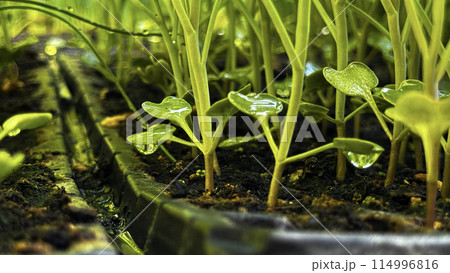 Green sprouts in a black pot, sowing, small plant, flower growing from a seed, home gardening 114996816