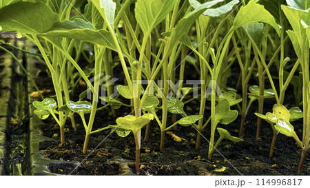 Green sprouts in a black pot, sowing, small plant, flower growing from a seed, home gardening 114996817