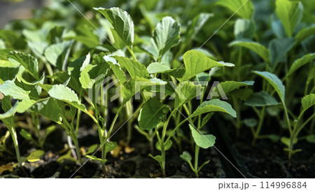 Green sprouts in a black pot, sowing, small plant, flower growing from a seed, home gardening 114996884