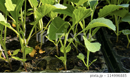 Green sprouts in a black pot, sowing, small plant, flower growing from a seed, home gardening 114996885