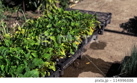 Green sprouts in a black pot, sowing, small plant, flower growing from a seed, home gardening 114996886