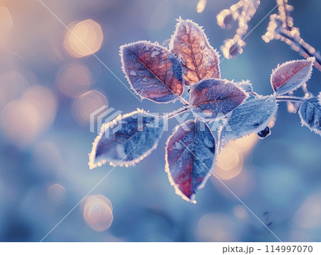 Frosted leaves on a chilly morning, showcased against a muted Frosted leaves on a chilly morning, showcased against a muted 114997070