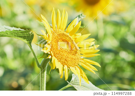 オープンガーデンのひまわり畑に咲くヒマワリ 114997288