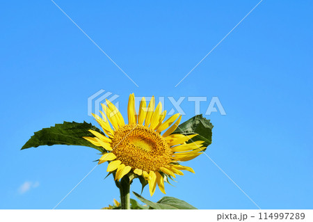 ひまわり畑に咲くヒマワリ 114997289