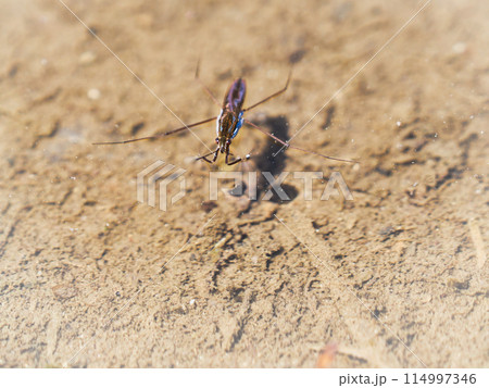 水面のアメンボ 水面のアメンボ 114997346