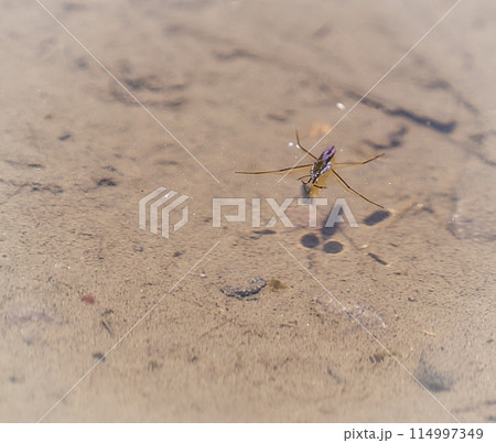 水面のアメンボ 水面のアメンボ 114997349