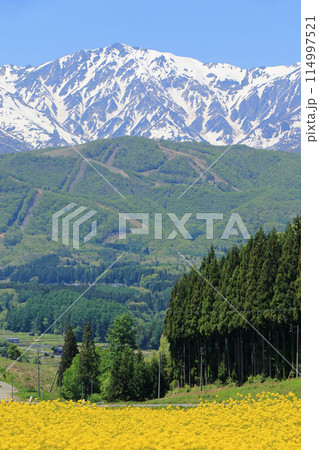 白馬の5月　野平から望む残雪の北アルプス 114997521