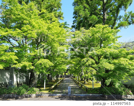 静岡県　青もみじの参道　5月 114997563