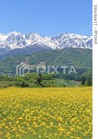 白馬の5月　野平から望む残雪の北アルプス 114997665