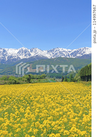 白馬の5月　野平から望む残雪の北アルプス 114997667