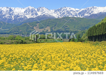 白馬の5月 野平から望む残雪の北アルプス 白馬の5月 野平から望む残雪の北アルプス 114997669