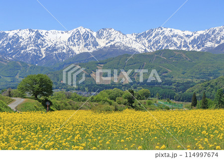 白馬の5月　野平から望む残雪の北アルプス 114997674