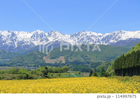 白馬の5月　野平から望む残雪の北アルプス 114997675