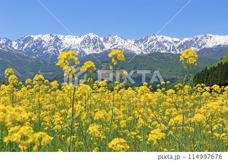 白馬の5月 野平から望む残雪の北アルプス 白馬の5月 野平から望む残雪の北アルプス 114997676