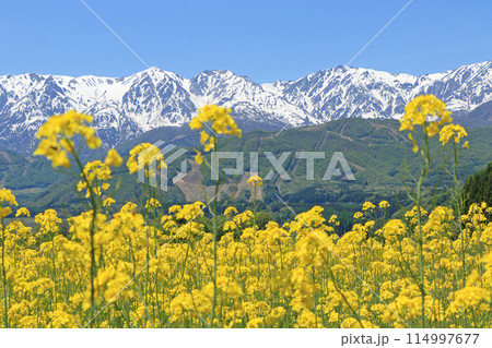 白馬の5月　野平から望む残雪の北アルプス 114997677