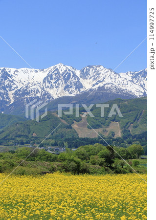 白馬の5月　野平から望む残雪の北アルプス 114997725