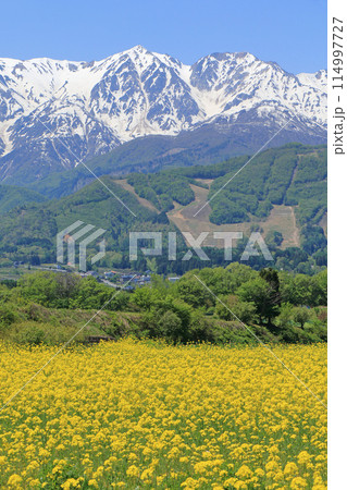 白馬の5月　野平から望む残雪の北アルプス 114997727