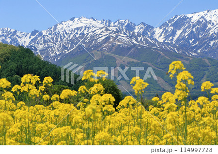 白馬の5月　野平から望む残雪の北アルプス 114997728