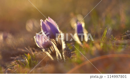 Spring flowers. Beautifully blossoming pasque flower and sun with a natural colored background. (Pulsatilla grandis) Spring flowers. Beautifully blossoming pasque flower and sun with a natural colored background. (Pulsatilla grandis) 114997801